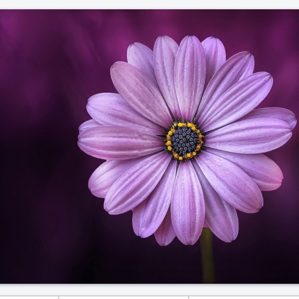 Meet your Posher, Erica